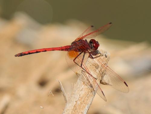 Réf. 263 812 : Trithemis arteriosa